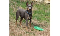 amerikai_kopasz_terrier2