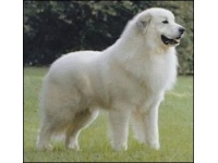 abruzzi_juhszkutya1