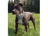 amerikai_staffordshire_terrier