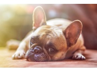 dog-1224267_1920