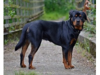rottweiler1