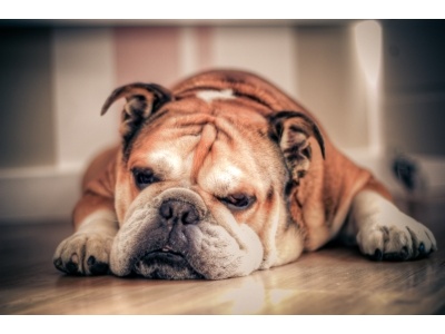 angol_bulldog2