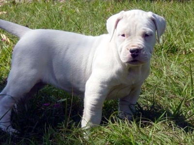 argentin_dog2