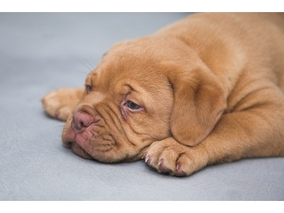 bordeaux-i_dog2