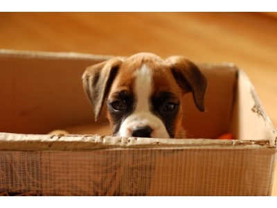 boxer2
