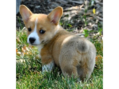 corgie2