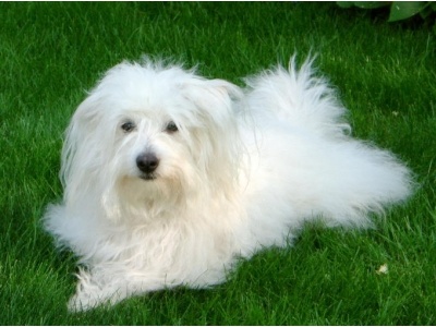 coton_de_tular1