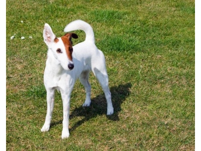 fox-terrier1