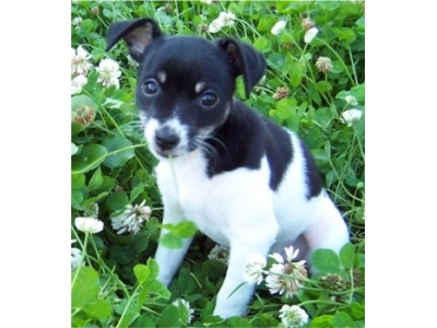 fox-terrier2