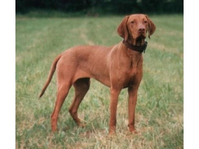 magyar_vizsla2