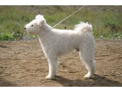 pumi2