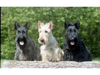 skt_terrier1