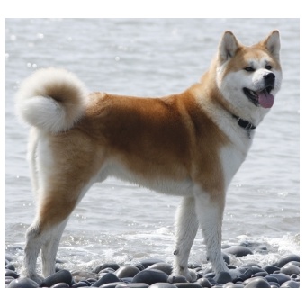 akita