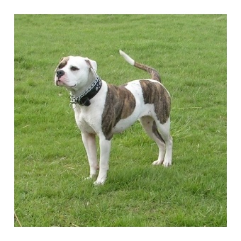 amerikai_bulldog