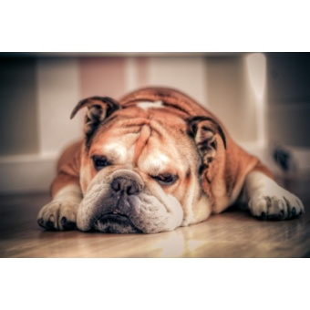 angol_bulldog2