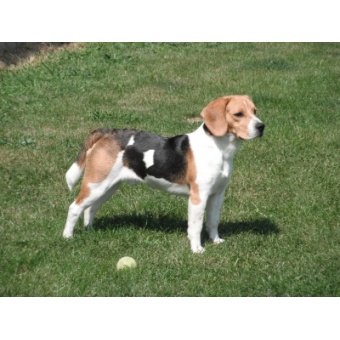 beagle