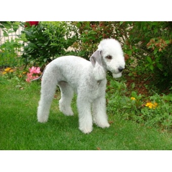 bedlington_terrier1