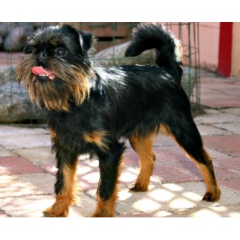 belga_griffon1