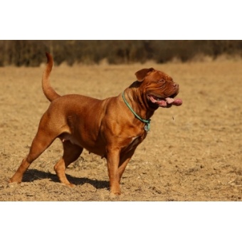 bordeaux-i_dog1