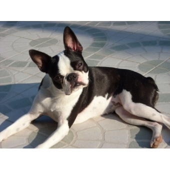 boston_terrier1