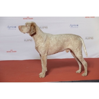 bourbonne-i_vizsla2