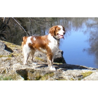 breton_spniel2
