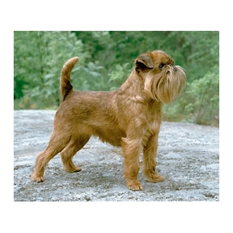 brsszeli_griffon