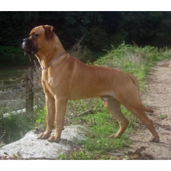 bullmastiff1