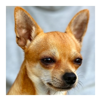 chihuahua-453063_1920