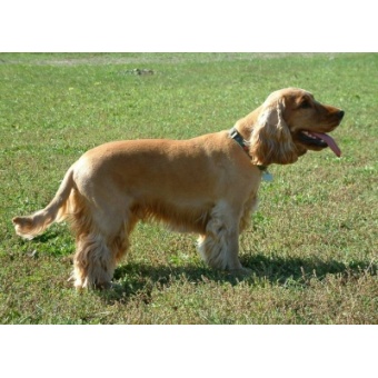 cocker_spaniel