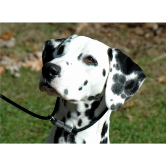dalmata1