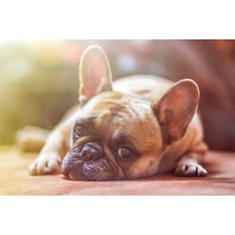 dog-1224267_1920
