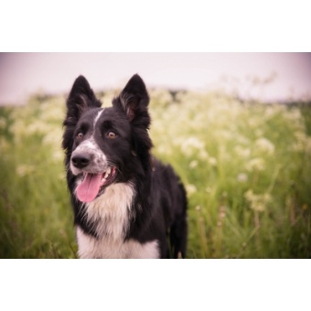 dog-2501240_1920