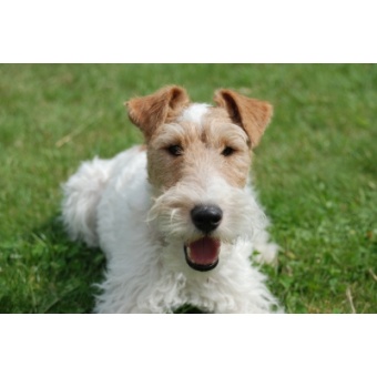 fox-terrier3