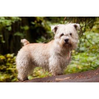 glen_of_imaal_terrier1