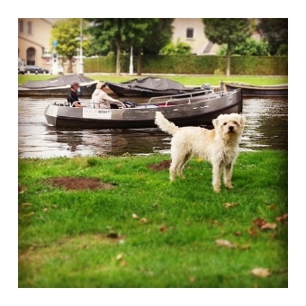 holland_smoushond2