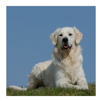 kuvasz1
