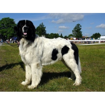 landseer1