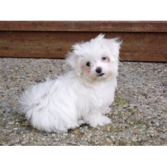 maltese_puppy_image_001