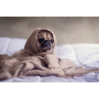 mopsz2