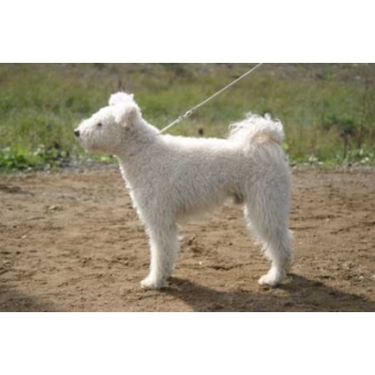 pumi2
