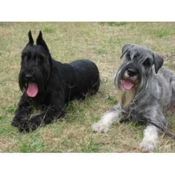 schnauzer2