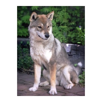 shikoku1