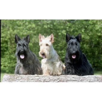 skt_terrier1