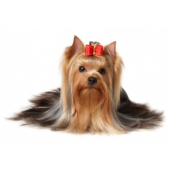 yorkshire_terrier1
