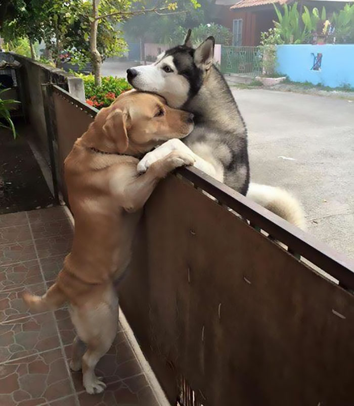 Kiszökött a husky, hogy megölelgesse labrador pajtását